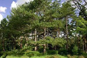 Corsican: A group of Maritime / Corsican Pine in Bedgebury Pinetum