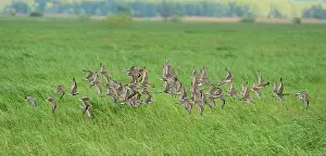 Biebrza: Ruff