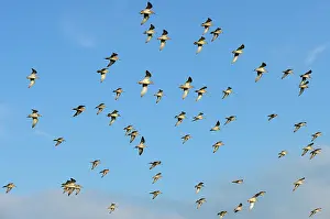 Biebrza: Ruff