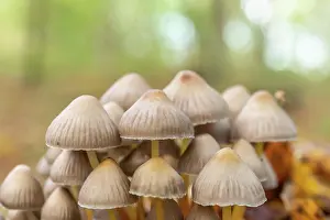 Organic: Group of mushrooms in the forest in autumn. Alsace