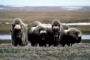 Ovibos: Group of Muskox