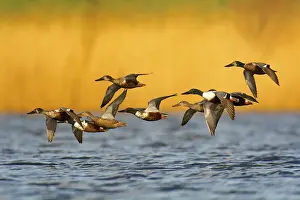 Flies: A group of northern shovelers in flight
