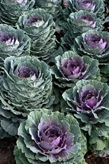 Cabbages: Group of ornamental cabbage - used quite impressively