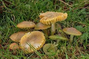 Toadstool: Group of Parrot Waxcap, Gliophorus psittacinus