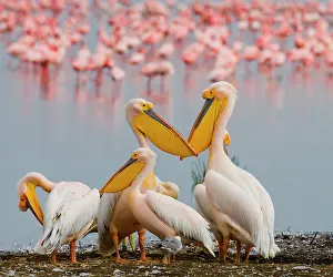 Minor: Group of pelicans (Pelecanus onocrotalus) are si