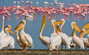 Minor: Group of pelicans (Pelecanus onocrotalus) are si