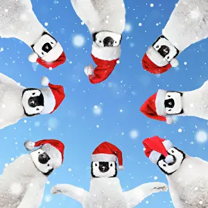 130620: Group of Penguins wearing Christmas hats in a