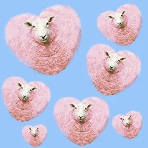 150822: Group of pink heart-shaped sheep background illustration