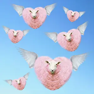 Angels: Group of pink heart-shaped sheep flying with wings