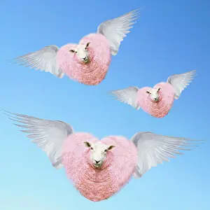 Angels: Group of pink heart-shaped sheep flying with wings