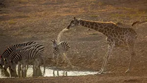 Spatter: Group of Plains zebras (Equus quagga burchellii)