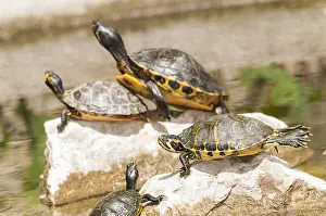 230517: A group of pond sliders (Trachemys scripta) basking on m