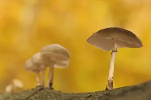 Higher: Group porcelain fungus (Oudemansiella mucida) in