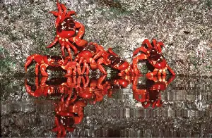 Crabs: GROUP OF RED CRABS -females about to spawn