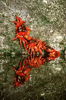 Crabs: GROUP OF RED CRABS - females about to spawn