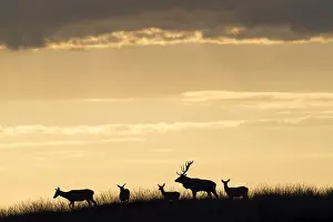 Hilltop: Group of Red Deer (Cervus elaphus) walking on a