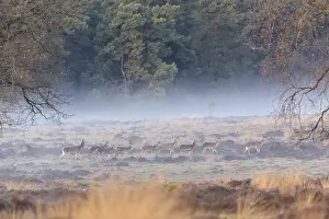Veluwe: group of Red Deer (Cervus elaphus) walking in a