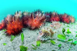 Beds: Group of Red sea urchin (Astropyga radiata) and