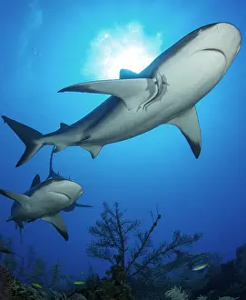 Carcharhinus: Group of reef sharks (Carcharhinus perezi), Queen's