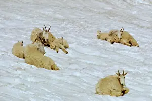 Nannies: Group of Rocky Mountain Goat - nannies with kids