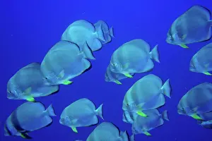Sinai: Group of roundhead batfish (Platax orbicularis)