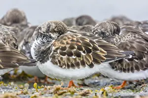 Groningen: Group of Ruddy Turnstones (Arenaria interpres)