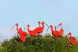 Ibises: Group of Scarlet Ibis (Eudocimus ruber), Coro Province