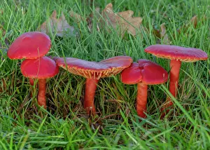 Eukaryotes: Group of Scarlet waxcap, Hygrocybe coccinea, fun