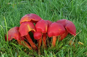 Eukaryotes: Group of Scarlet waxcap, Hygrocybe coccinea, fun