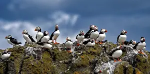 Puffins: Group Of Seabird Species Atlantic Puffin (Fratercula arctica)