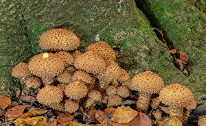 Beeches: Group of Shaggy Scalycap, Pholiota squarrosa, at