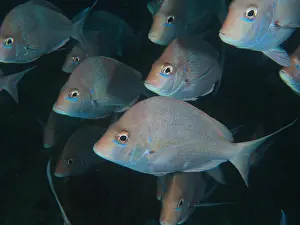 Shoal: Group, shoal, school of Slinger sea bream (Chrysoblephus