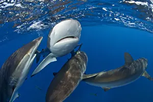 Silky: Group of Silky Sharks (Carcharhinus falciformis)