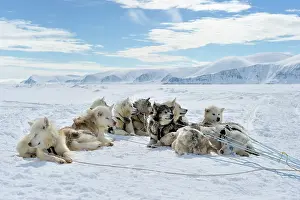 Huskies: Group of sled dogs resting on the pack ice