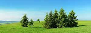 Mountainou: Group of small spruce trees in a meadow, Ore Mountains