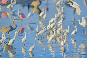 Picturesque: Group of Snowy Egret (Egretta thula)