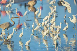Picturesque: Group of Snowy Egret (Egretta thula)