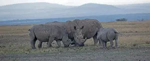 Simum: Group of Southern White rhino, Ceratotherium simum