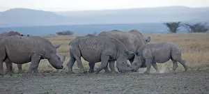 Simum: Group of Southern White rhino, Ceratotherium simum