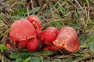 Splendid: Group of Splendid Waxcap, Hygrocybe splendidissi