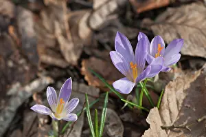 Herbaceous: A group of spring crocus (Crocus vernus) check from the dead leaves, Liguria, Italy
