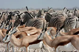 Sightseeing: Group of springboks (Antidorcas marsupialis)