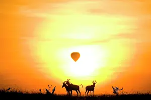 Korrigum: Group of Topi, Damaliscus korrigum, silhouetted