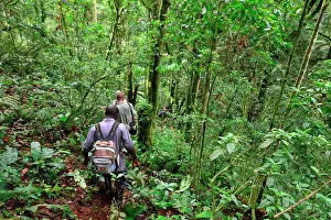 Bwindi: Group of tourists and porters going to meet the