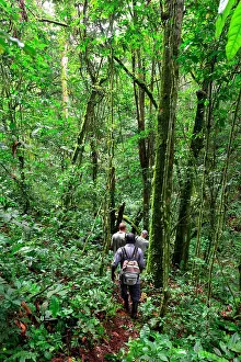 Bwindi: Group of tourists and porters going to meet the