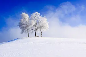 Copyspace: Group of trees covered with hoarfrost, Zurich, Zurich