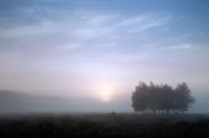 Unidentified: group of unidentified trees in the mist on the Oud-Reemster
