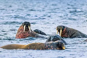 Walrus: Group of Walruses in the water at Svalbard Island, Svalbard