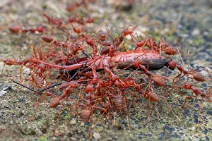 Vespoidea: Group of weaver ants (Oecophylla smaragdina) carrying