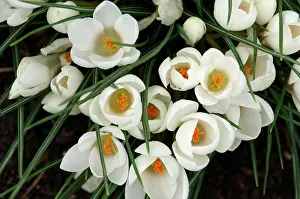 Crocuses: Group of white crocuses with golden stigmas